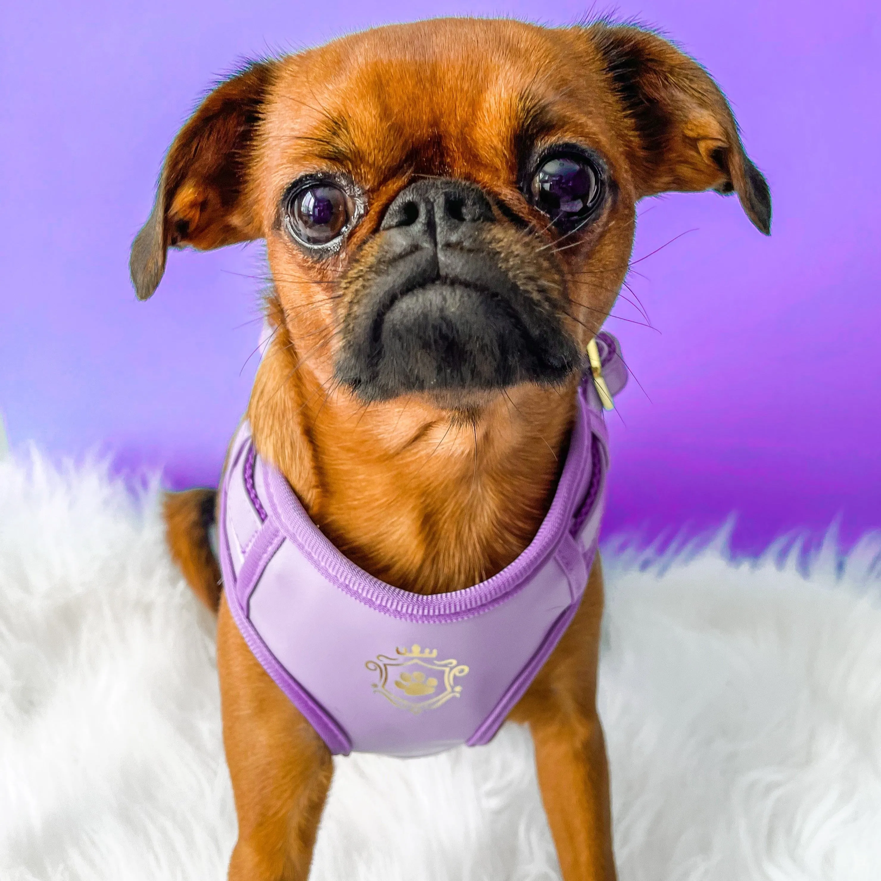 Purple Lilac Leash & Harness Set