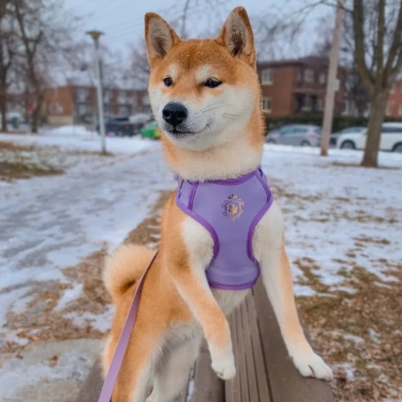 Purple Lilac Leash & Harness Set