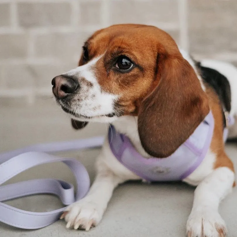 Purple Lilac Leash & Harness Set