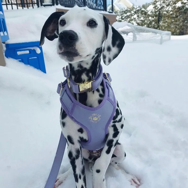 Purple Lilac Leash & Harness Set